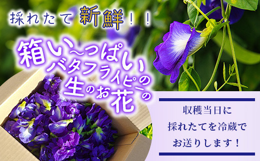 希少！採れたて新鮮！八重咲バタフライピーの生花（食用花、生ハーブ）特別栽培、栽培期間中農薬不使用 ３月～順次発送【 沖縄県 石垣市 沖縄 石垣 石垣島 花 生花 ハーブ 離島のいいもの 沖縄いいもの石垣島 】OI-8