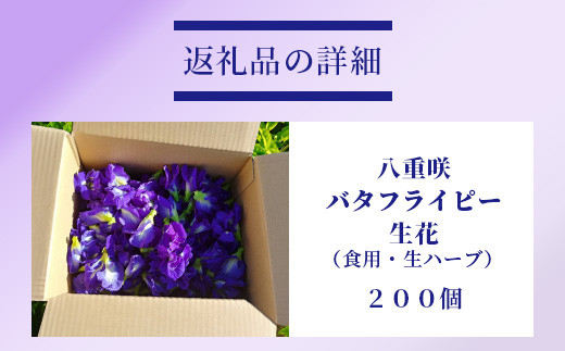 希少！採れたて新鮮！八重咲バタフライピーの生花（食用花、生ハーブ）特別栽培、栽培期間中農薬不使用 ３月～順次発送【 沖縄県 石垣市 沖縄 石垣 石垣島 花 生花 ハーブ 離島のいいもの 沖縄いいもの石垣島 】OI-8