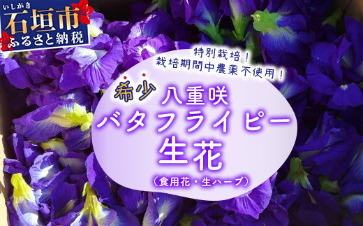 希少！採れたて新鮮！八重咲バタフライピーの生花（食用花、生ハーブ）特別栽培、栽培期間中農薬不使用 ３月～順次発送【 沖縄県 石垣市 沖縄 石垣 石垣島 花 生花 ハーブ 離島のいいもの 沖縄いいもの石垣島 】OI-8