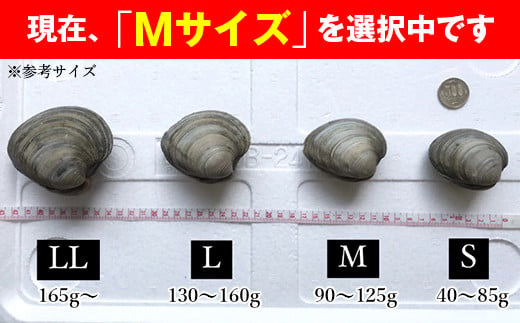 漁師直送！活ホンビノス貝1.5kg（Mサイズ）