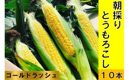  朝採り直送スイートコーン １０本（3～3.5kg) 【2024年分先行予約】ゴールドラッシュ とうもろこし 黒潮の恵 産地直送 とうきび 野菜 甘い おいしい 朝採り 送料無料【R00880】