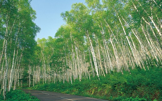 久慈市山形町平庭高原