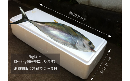 ＜カネアリ水産＞土佐沖どれ キハダマグロ まるごと１尾 2kg以上 （2～3kg個体差によります）※冷蔵※ まるごと1匹 1本 マグロ まぐろ 鮪 魚 鮮魚 魚介 海の幸 赤身 トロ 刺身 キハダ