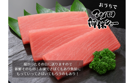 ＜カネアリ水産＞土佐沖どれ キハダマグロ まるごと１尾 2kg以上 （2～3kg個体差によります）※冷蔵※ まるごと1匹 1本 マグロ まぐろ 鮪 魚 鮮魚 魚介 海の幸 赤身 トロ 刺身 キハダ