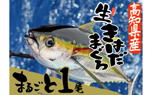 ＜カネアリ水産＞土佐沖どれ キハダマグロ まるごと１尾 2kg以上 （2～3kg個体差によります）※冷蔵※ まるごと1匹 1本 マグロ まぐろ 鮪 魚 鮮魚 魚介 海の幸 赤身 トロ 刺身 キハダ