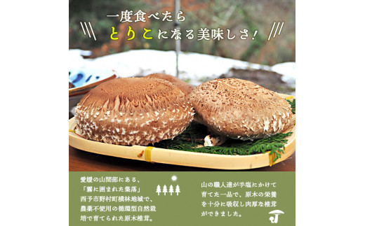 芳醇な香り＆超肉厚　愛媛県産原木椎茸「霧源（MUGEN）」