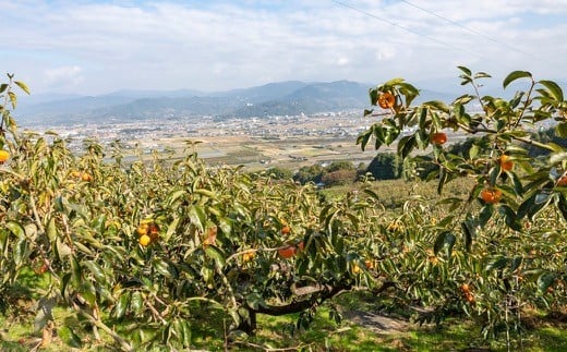 江藤農園 冷蔵富有柿 10玉から12玉 (約3kg) 2024年12月中旬から2025年1月中旬 出荷予定