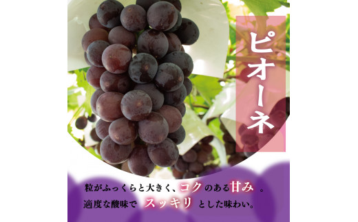 ぶどう シャインマスカット 詰め合わせ セット 季節のぶどう 1.5kg  ＜出荷時期：2024年8月上旬～2024年9月下旬頃＞フルーツ ぶどう 葡萄 巨峰 ピオーネ コトピー シャインマスカット 贈答用 プレゼント