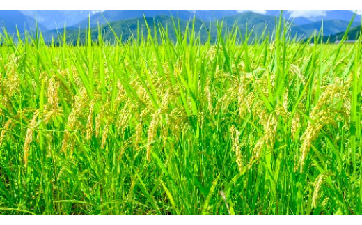 【定期便3か月連続お届け】島根県「雲南産コシヒカリ」15kg（5kg×3）【島根県産 雲南市産 ブランド米 米 お米 白米 コメ こめ おこめ ライス 精米 ふっくら ツヤツヤ 炊き立て 甘い 美味しい 家庭用 ふるさと ご飯 おうちご飯 袋 自然 天然 送料無料 定番 朝食 昼食 夜食】