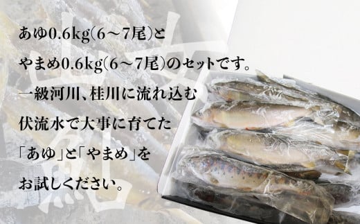 山梨県産　桂川の冷凍あゆ・やまめセット　計:約1.2kg(約12～14尾)