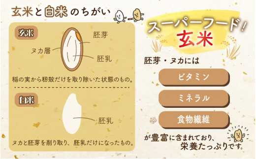 【先行予約】令和6年産 梅花藻が群生する清流で育てたコシヒカリ（玄米 5kg） ※2024年9月下旬以降順次発送予定 [A-040019]