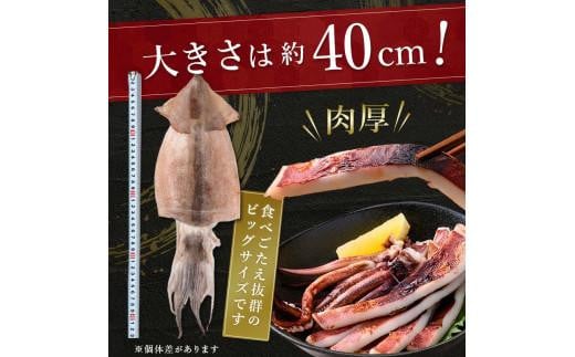 知床羅臼産するめいか一夜干し（1枚 250g 前後）8枚セット 生産者 支援 応援