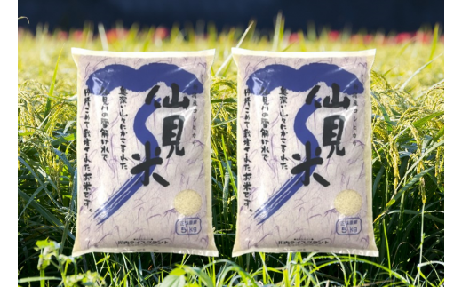 令和6年産 特別栽培米コシヒカリ 「仙見米」10kg 新潟県 五泉市 （有）川内ライスプラント