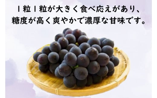 巨峰 4房（茨城県共通返礼品：かすみがうら市産）※2024年8月初旬～2024年10月下旬頃に順次発送予定（CD021）