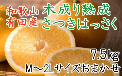 こだわりの和歌山有田産木成り熟成さつき八朔7.5Kg（M～２Lサイズおまかせ）※2024年4月上旬～4月下旬頃に発送【tec844】