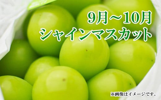 [No.5657-3924]【新鮮♪ジューシー甘々定期便（大箱セット）】桃・シャインマスカット＆クイーンルージュ® 全2回（7～8月・9～10月）《黒岩果樹園》■2024年発送■※7月中旬頃～10月下旬頃まで順次発送予定