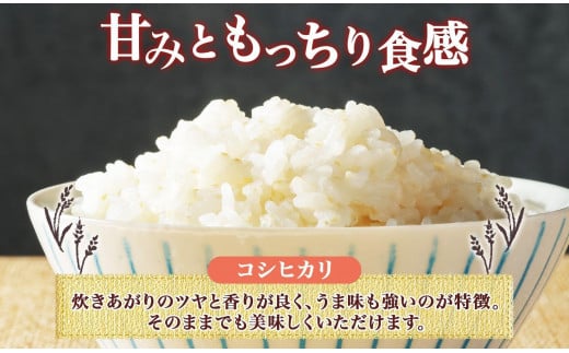 無地熨斗 令和6年産 コシヒカリ 5分づき米 5kg×1袋 長野県産 米 お米 ごはん ライス 分つき米 農家直送 産直 信州 人気 ギフト 平林農園 熨斗 のし 名入れ不可 送料無料 長野県 大町市