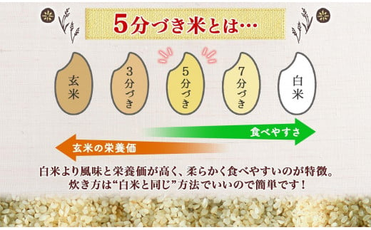 無地熨斗 令和6年産 コシヒカリ 5分づき米 5kg×1袋 長野県産 米 お米 ごはん ライス 分つき米 農家直送 産直 信州 人気 ギフト 平林農園 熨斗 のし 名入れ不可 送料無料 長野県 大町市