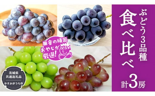 ぶどう3品種食べ比べ（各１房ずつ）【令和5年8月より発送開始】（茨城県共通返礼品：かすみがうら市産） 詰め合わせ 果物 フルーツ 茨城県産