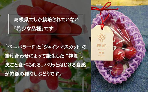 【神話の国しまね】池田ぶどう農園　産地直送 種なし葡萄 神紅 1房 約500～600g【島根県 雲南市 三刀屋町 こだわり しんく オリジナル 上品 糖度20度 種なし 食べごろマーク デザート】