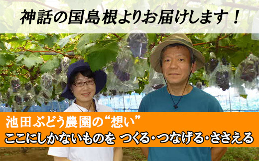 【神話の国しまね】池田ぶどう農園　産地直送 種なし葡萄 神紅 1房 約500～600g【島根県 雲南市 三刀屋町 こだわり しんく オリジナル 上品 糖度20度 種なし 食べごろマーク デザート】