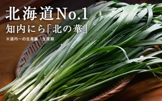 【2025年発送予約】知内産 一番ニラ「北の華」10束【JA新はこだて】