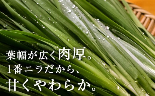 【2025年発送予約】知内産 一番ニラ「北の華」10束【JA新はこだて】