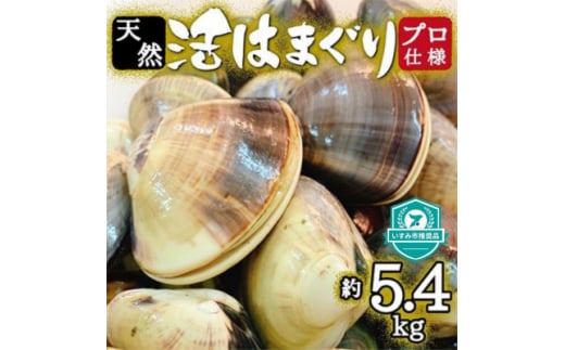 プロも認める 活はまぐり 国産 天然 約5.4kg 千葉県 九十九里産 _ 蛤 ハマグリ 魚貝 魚介 海鮮 貝 出汁 だし プロ仕様 人気 送料無料 【1226356】