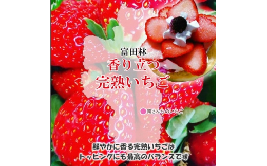 ＜朝採りの香り豊かな新鮮完熟いちご＞甘みと酸味のバランスのとれた 南さんちの大阪苺(4パック)【1274628】