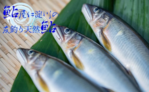 有名料亭も絶賛！鮎屋仁淀川の仁淀ブルー友釣り天然鮎500g（5-14尾）【2024年6月アユ漁解禁後発送】