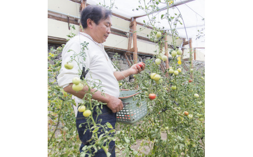 石垣トマトAランク（糖度7～9度）【４月発送】