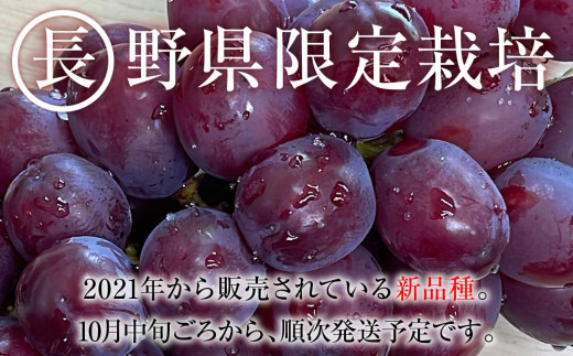 2024  クイーンルージュ®　2房～3房　約1キロ　【10月中旬頃～順次発送予定】　長野県産　国際特許有機肥料栽培　