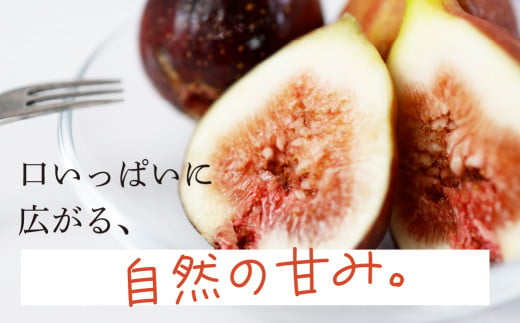 《先行予約》【令和7年産】訳あり 完熟 いちじく サイズおまかせ 9～16玉 わけあり 無花果 イチジク 高級品 くだもの 果物 フルーツ [mt493] 15000円