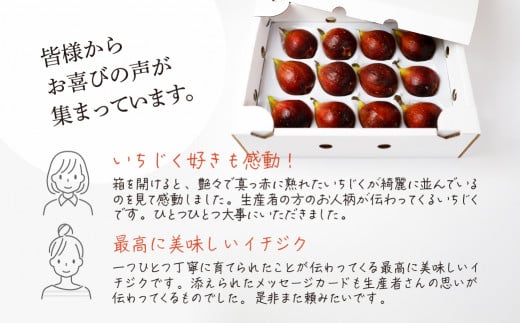 《先行予約》【令和7年産】訳あり 完熟 いちじく サイズおまかせ 9～16玉 わけあり 無花果 イチジク 高級品 くだもの 果物 フルーツ [mt493] 15000円