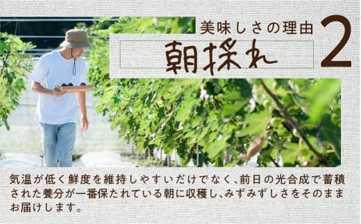 《先行予約》【令和7年産】訳あり 完熟 いちじく サイズおまかせ 9～16玉 わけあり 無花果 イチジク 高級品 くだもの 果物 フルーツ [mt493] 15000円