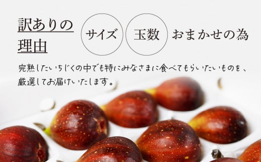 《先行予約》【令和7年産】訳あり 完熟 いちじく サイズおまかせ 9～16玉 わけあり 無花果 イチジク 高級品 くだもの 果物 フルーツ [mt493] 15000円