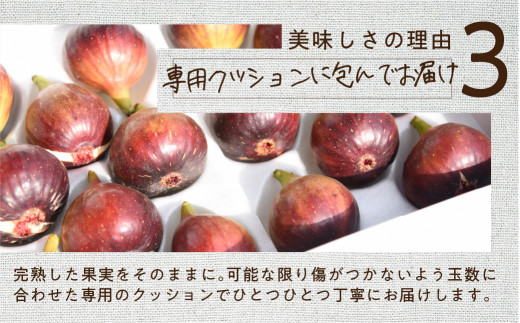 《先行予約》【令和7年産】訳あり 完熟 いちじく サイズおまかせ 9～16玉 わけあり 無花果 イチジク 高級品 くだもの 果物 フルーツ [mt493] 15000円