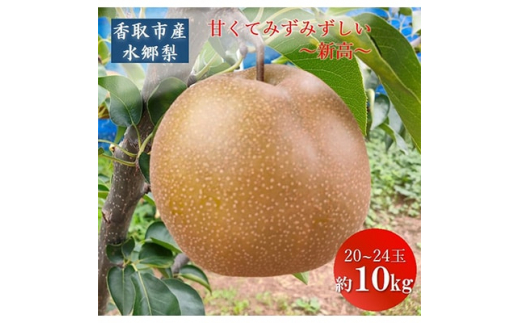 「地元 水郷梨」新高梨1箱　約10Kg(20～24玉)【1056666】