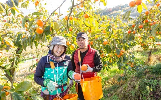 鈴木農園 特撰甘果逸品 富有柿 13玉から15玉(2Lから3Lｻｲｽﾞ) 2024年11月15日から12月5日 出荷予定