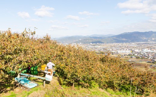 鈴木農園 特撰甘果逸品 富有柿 13玉から15玉(2Lから3Lｻｲｽﾞ) 2024年11月15日から12月5日 出荷予定