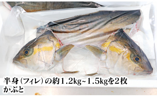 大和ｶﾝﾊﾟﾁ半身(ﾌｨﾚ)約1.2kg～1.5kg×2枚かぶと付き N072-YZD063