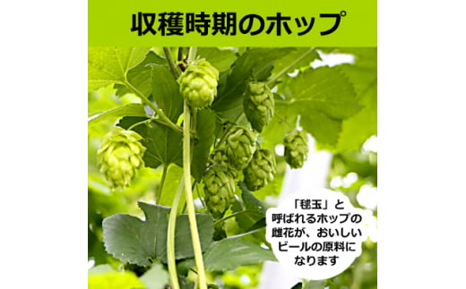 ＜2021年収穫軽米町産ホップ使用＞「サッポロ生ビール黒ラベル東北ホップ100%」350ml缶72本【1258945】