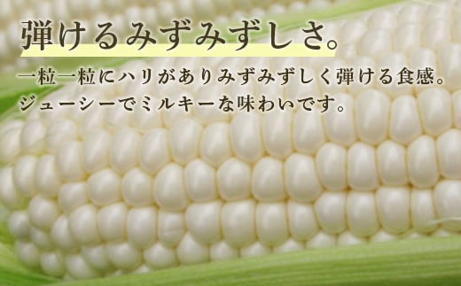 【2025年8月以降発送】ホワイトショコラ　白いとうもろこし 20本 北海道 豊浦町産 とうきび 【ふるさと納税 人気 おすすめ ランキング 野菜 その他野菜 とうもろこし トウモロコシ 国産 ホワイト ショコラ 白い とうきび おいしい 美味しい 北海道 豊浦町 送料無料】 TYUH003