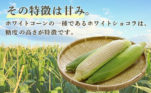 【2025年8月以降発送】ホワイトショコラ　白いとうもろこし 20本 北海道 豊浦町産 とうきび 【ふるさと納税 人気 おすすめ ランキング 野菜 その他野菜 とうもろこし トウモロコシ 国産 ホワイト ショコラ 白い とうきび おいしい 美味しい 北海道 豊浦町 送料無料】 TYUH003