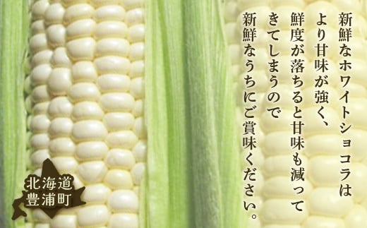 【2025年8月以降発送】ホワイトショコラ　白いとうもろこし 20本 北海道 豊浦町産 とうきび 【ふるさと納税 人気 おすすめ ランキング 野菜 その他野菜 とうもろこし トウモロコシ 国産 ホワイト ショコラ 白い とうきび おいしい 美味しい 北海道 豊浦町 送料無料】 TYUH003