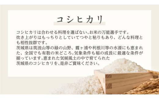 《 令和6年産 》 茨城県産 コシヒカリ 5kg ( 5kg × 1袋 ) 期間限定 こしひかり 米 コメ こめ 五ツ星 高品質 白米 精米 時短 単一米 新米