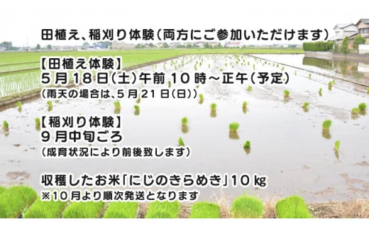 【令和6年5月18日開催予定】 親子で米作り体験（田植え・稲刈り体験） にじのきらめき 10kg付き 体験 にじのきらめき 親子 茨城県 田植え 稲刈り 思い出