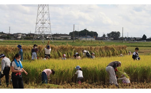 【令和6年5月18日開催予定】 親子で米作り体験（田植え・稲刈り体験） にじのきらめき 10kg付き 体験 にじのきらめき 親子 茨城県 田植え 稲刈り 思い出