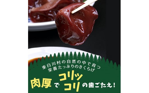 プレミアム！杜のきくらげづくしセット 国産 東白川村産 食物繊維 生きくらげ きくらげ 白きくらげ 白いきくらげ 乾燥きくらげ キクラゲ 木耳 佃煮 きくらげパウダー 22000円