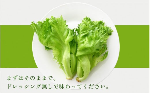 【訳あり】低カリウムレタス 500g 不揃い クリーンルーム栽培 鮮度長持ち 【野菜 生野菜 レタス サラダ 水耕栽培 洗わず食べられる 時短 付け合わせ 規格外】[m40-a013]